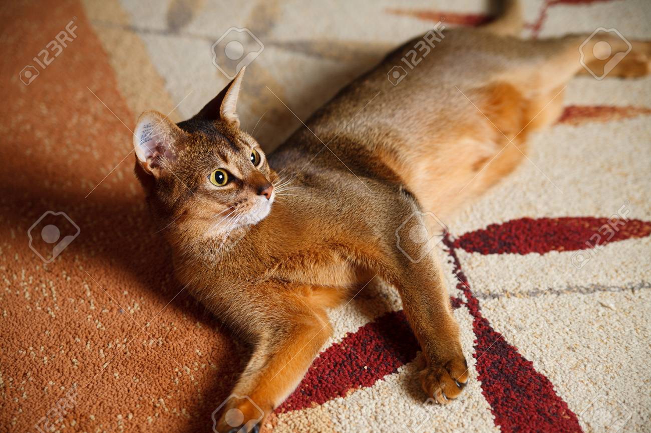 etiam-dictum-ipsum-a-felis