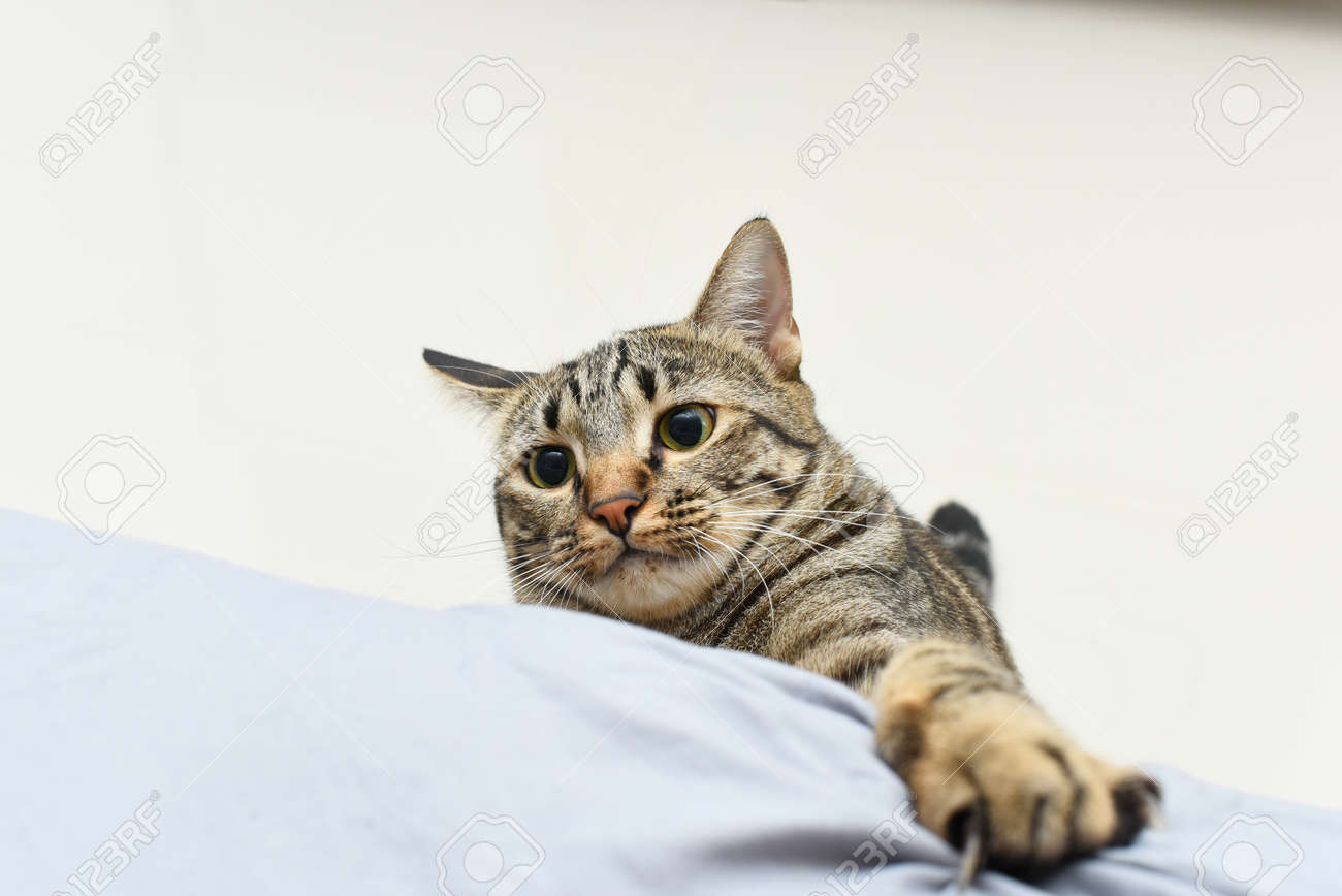 etiam-dictum-ipsum-a-felis