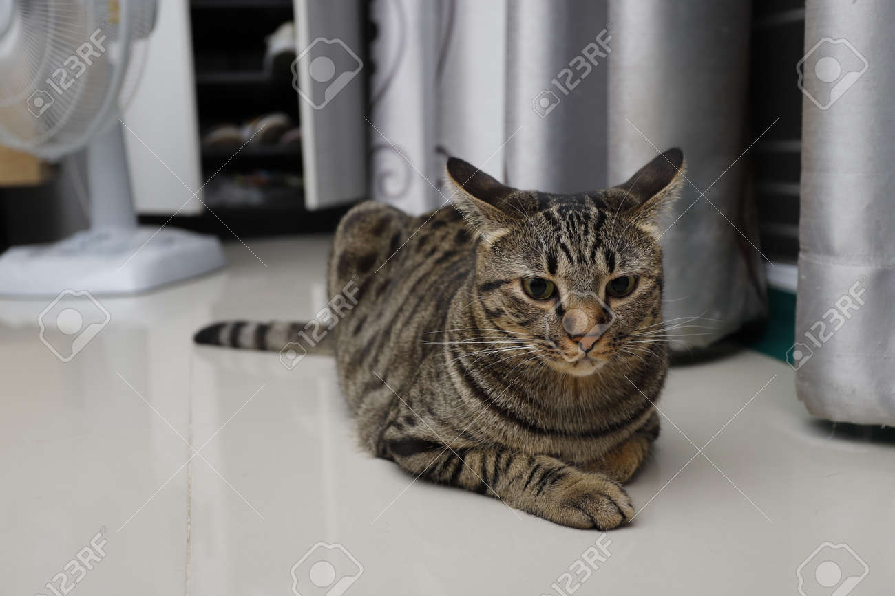 etiam-dictum-ipsum-a-felis