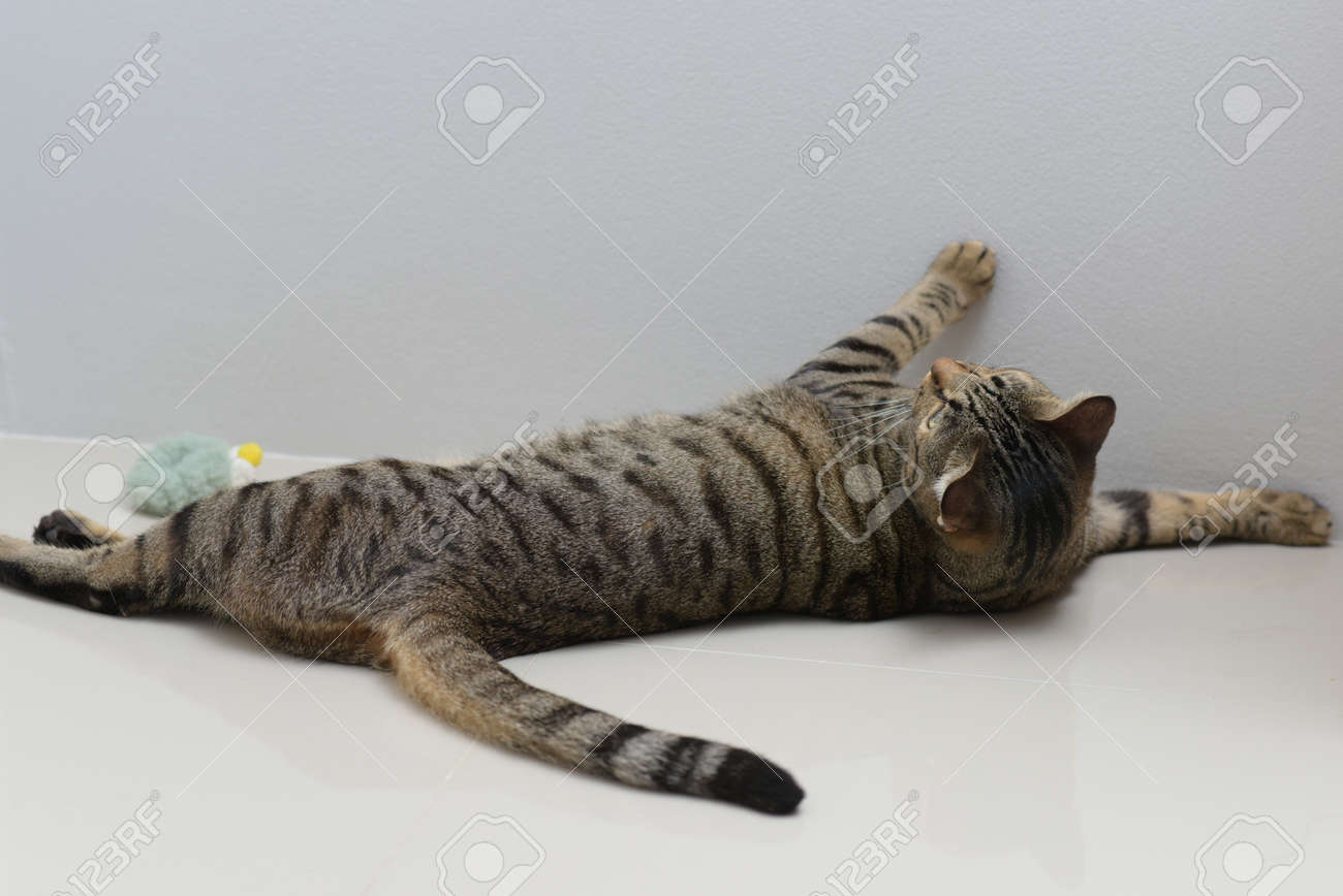 etiam-dictum-ipsum-a-felis