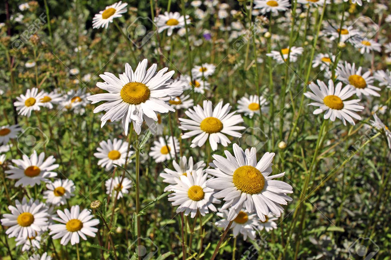 Leucanthemum オカダンゴムシ 牛眼デイジーまたはフランスギクは広く栽培 庭の多年草開花観賞用植物として利用可能な草原風景を設計 の写真素材 画像素材 Image