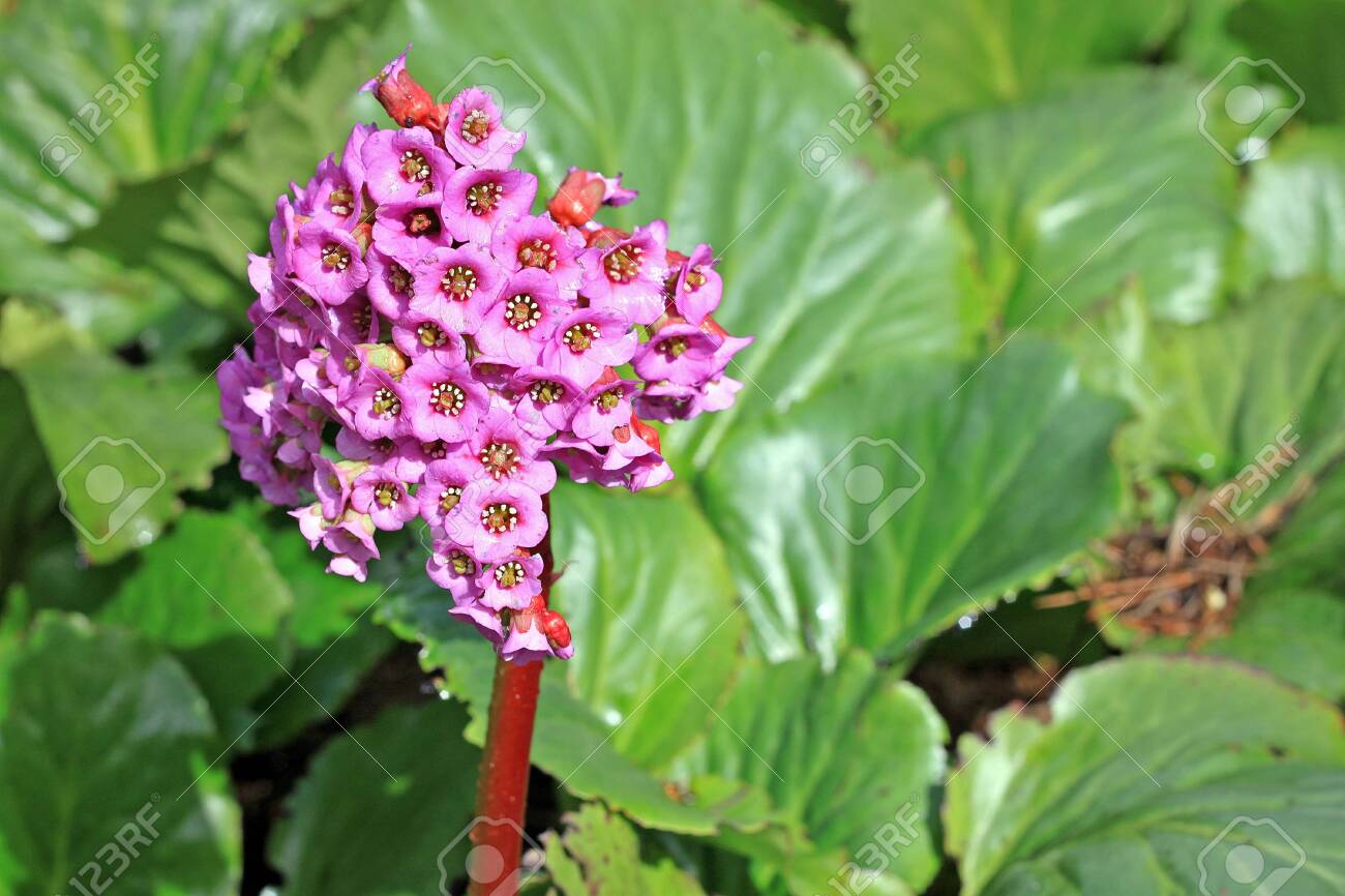 Bergenia Crassifolia Is A Plant Species In The Genus Bergenia Bergenia Crassifolia Is Used As A Tea Substitute In Its Native Siberia Altay And Mongolia Stock Photo Picture And Royalty Free Image