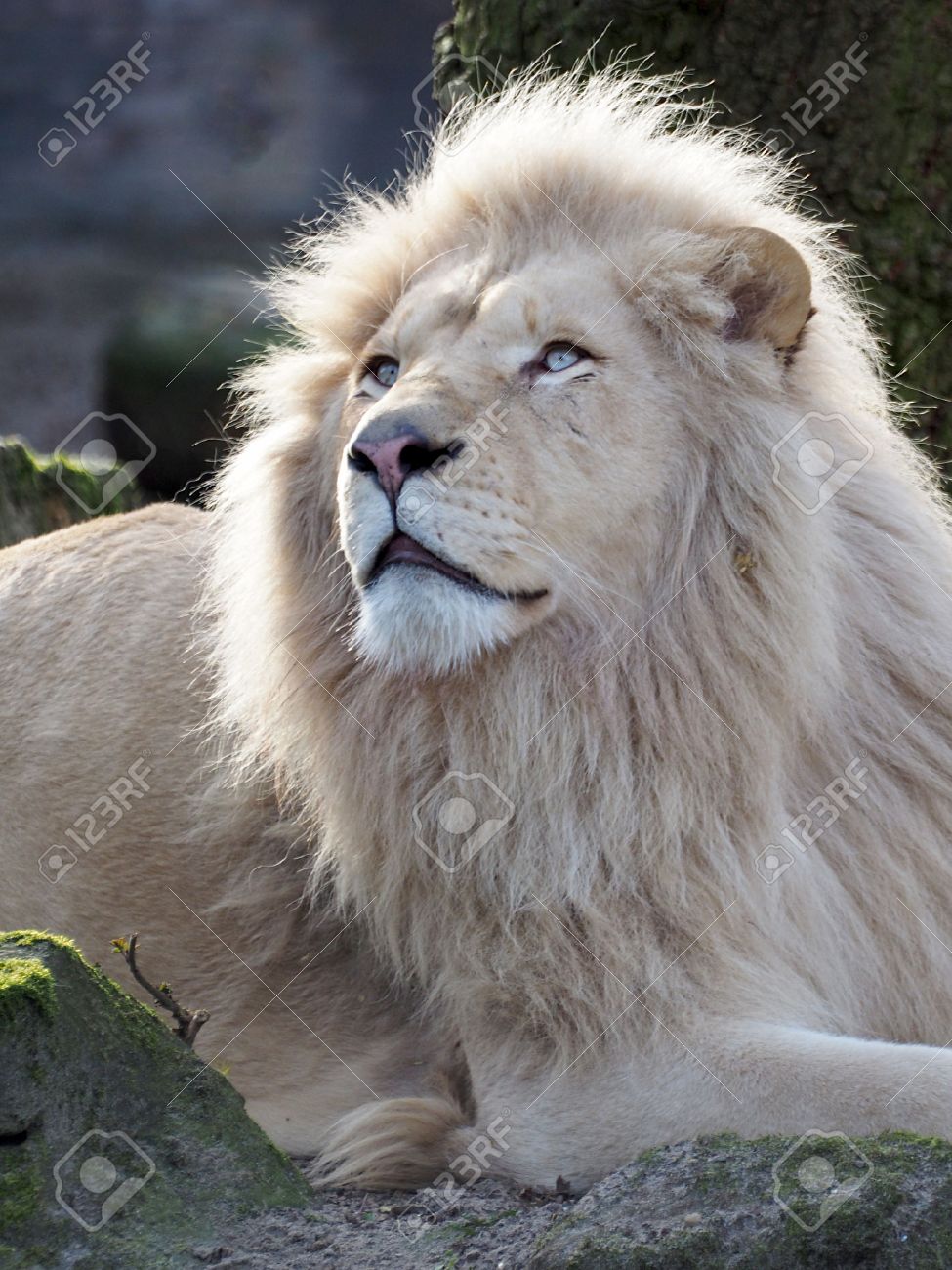White Lion Stock Photo, Picture and Royalty Free Image. Image