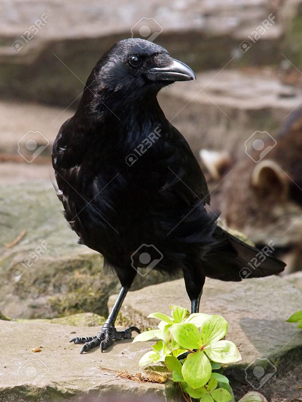 黒いカラスの肖像画 の写真素材 画像素材 Image