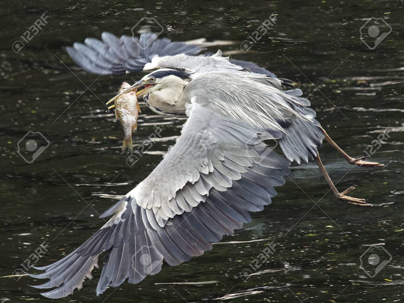 36132760-Flying-blue-heron-with-fish-in-his-beak-Stock-Photo.jpg