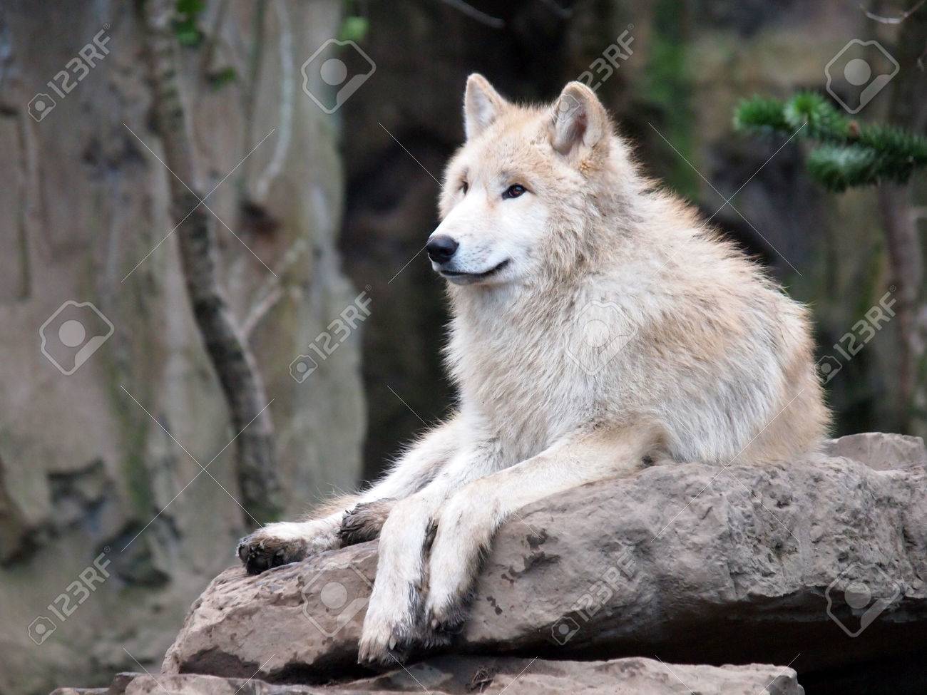石の上の白狼の写真素材・画像素材 Image 38642055