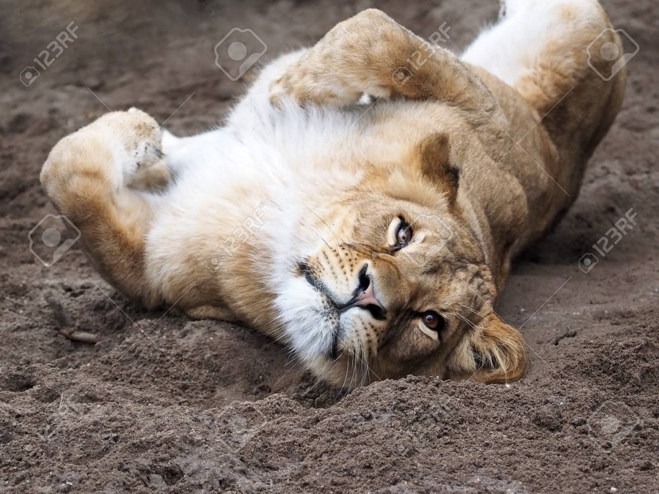 etiam-dictum-ipsum-a-felis