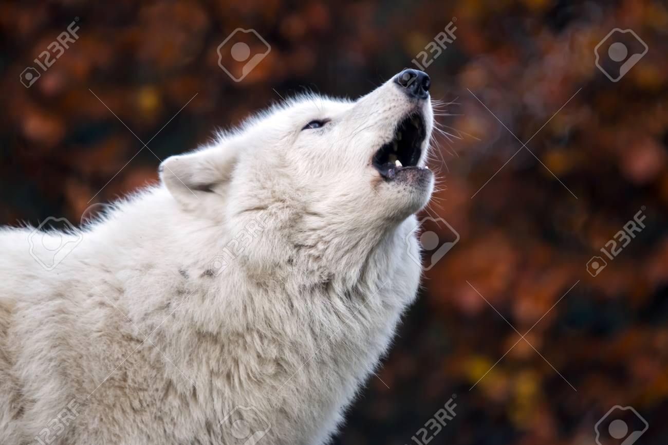 白いオオカミの遠吠えの写真素材・画像素材 Image 43227137