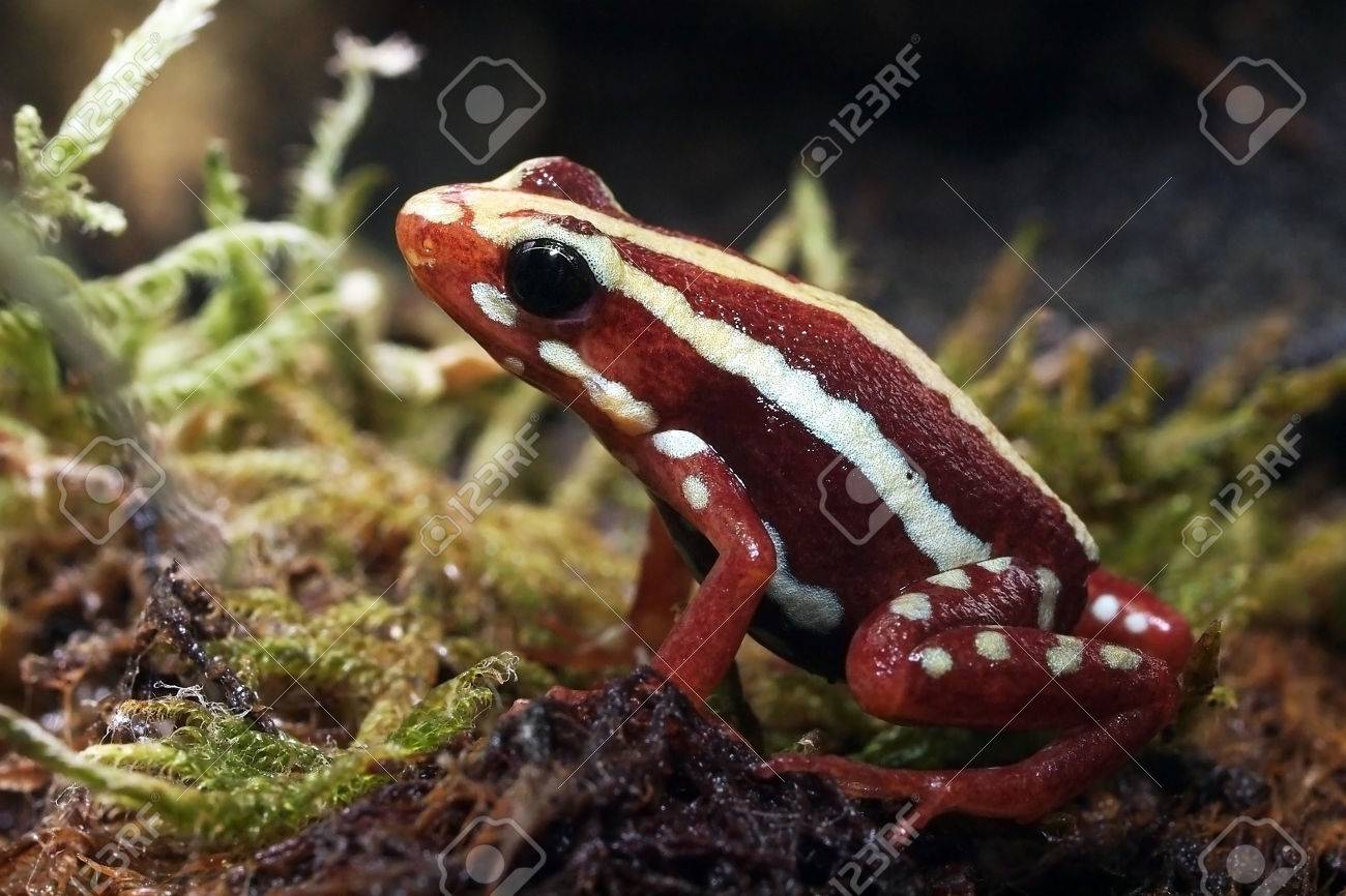 etiam-dictum-ipsum-a-felis