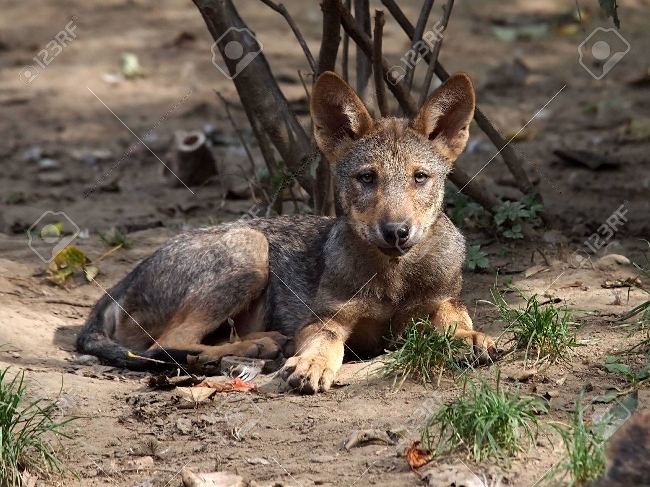 etiam-dictum-ipsum-a-felis