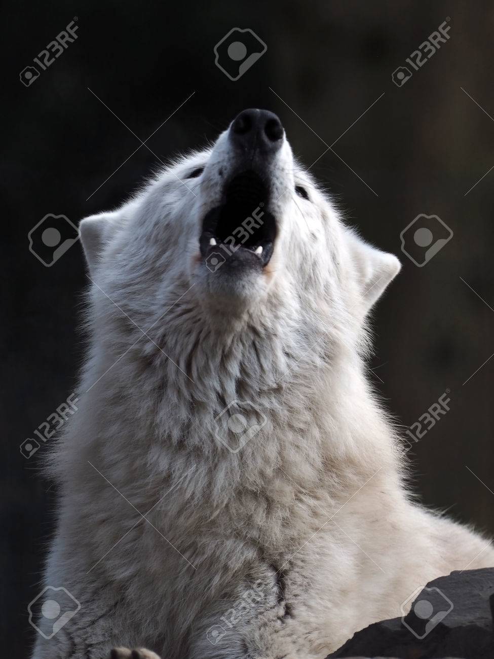 白狼の遠吠えの写真素材・画像素材 Image 43661745