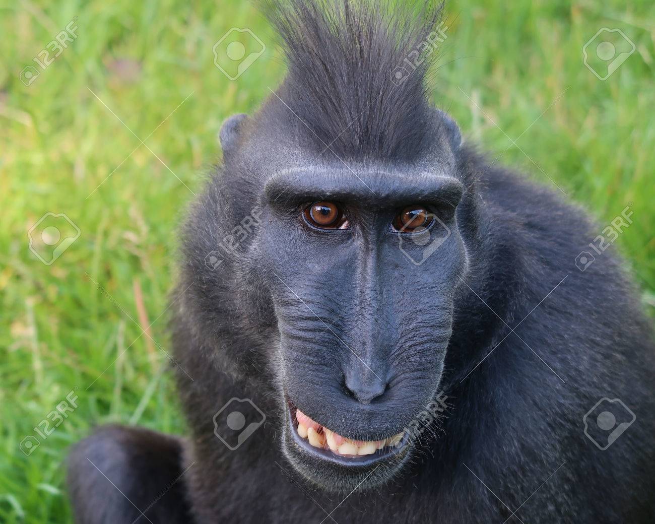 珍しい紋付きサル の写真素材 画像素材 Image 珍しい紋付きサル の写真素材 画像素材 Image