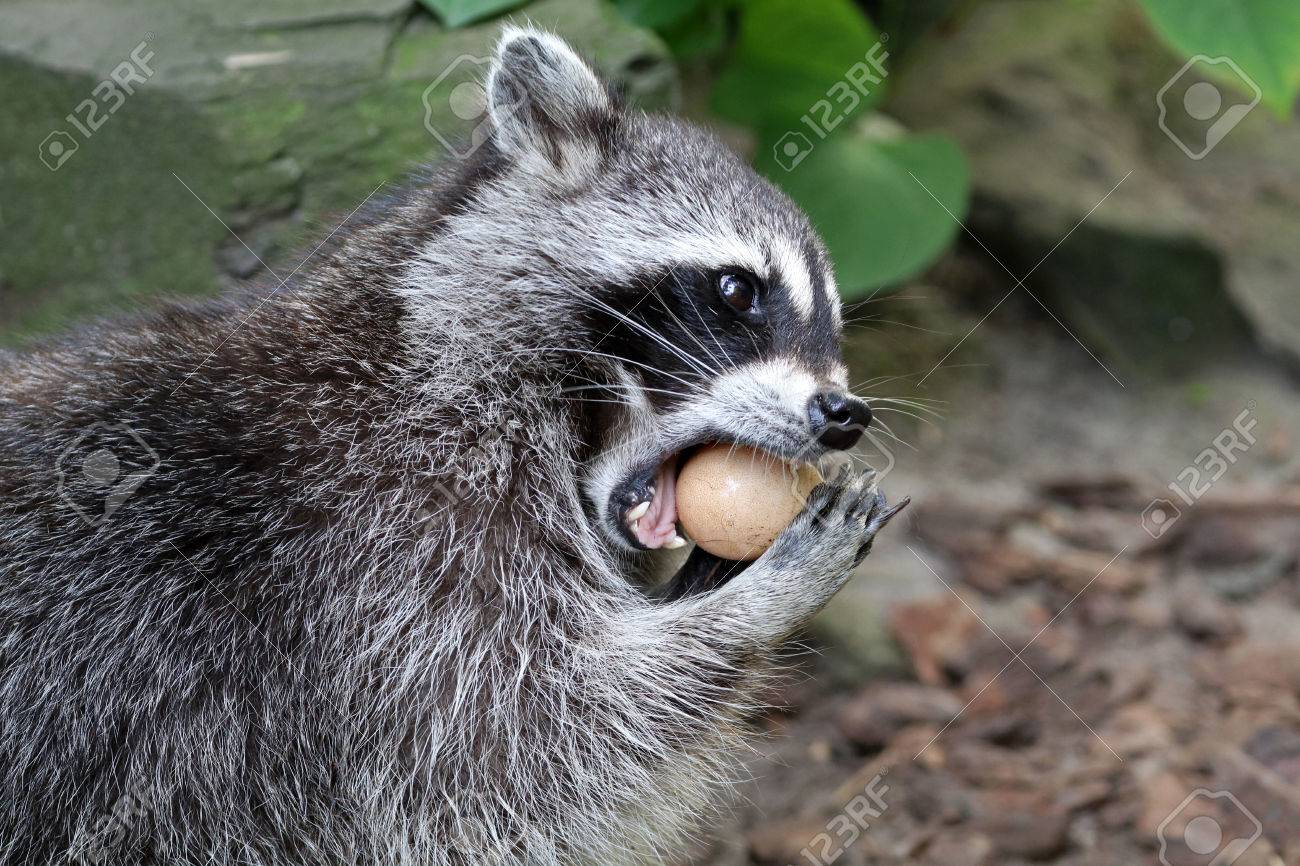 Raccoon Eating - 1300x866 - jpeg Raccoon Eating
