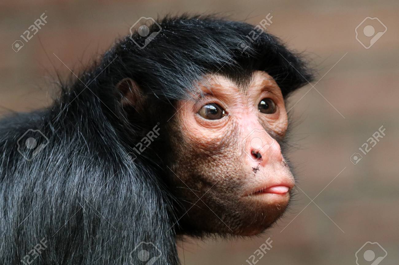 Redfaced Spider Monkey Macaco Aranha Preto Stock Photo 1370302802