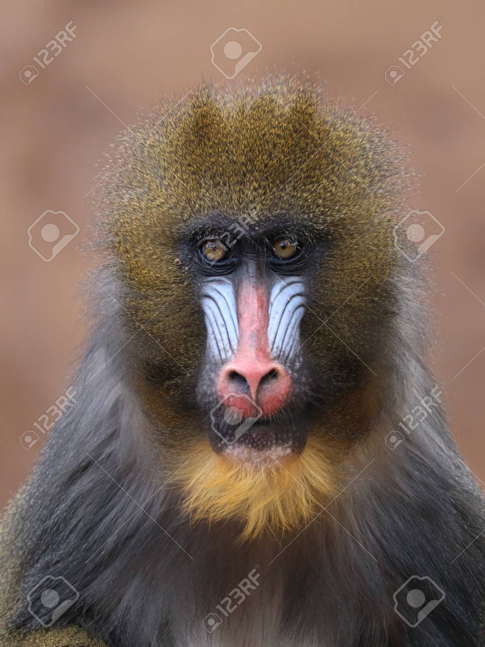 かわいい若いマンドリル の写真素材 画像素材 Image