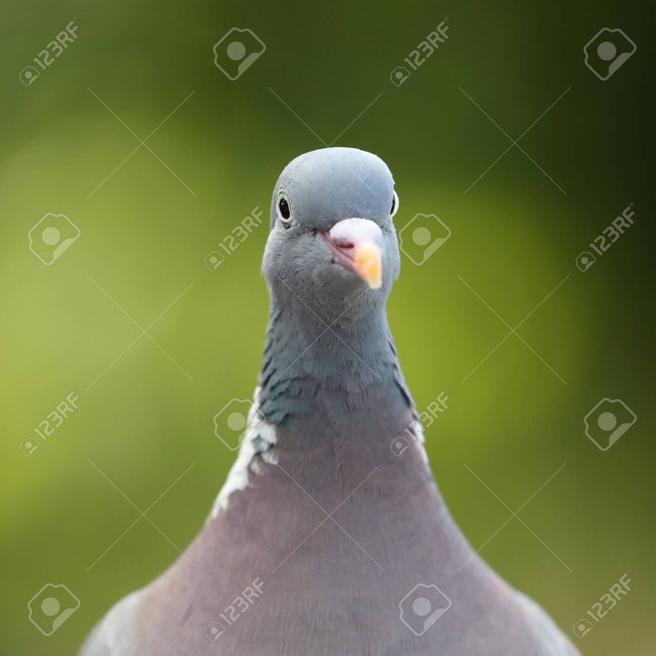 etiam-dictum-ipsum-a-felis