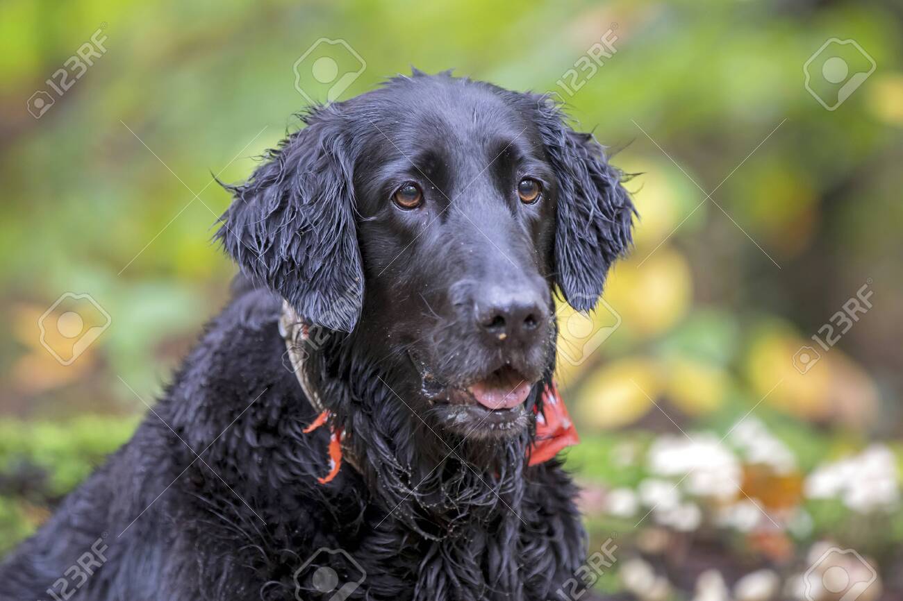 red coated retriever