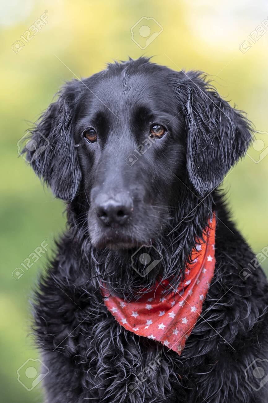red flat coated retriever