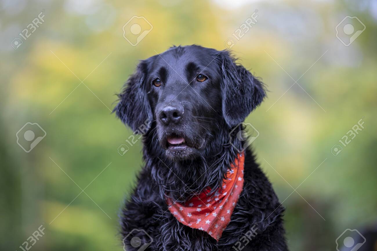 flat coated retriever red