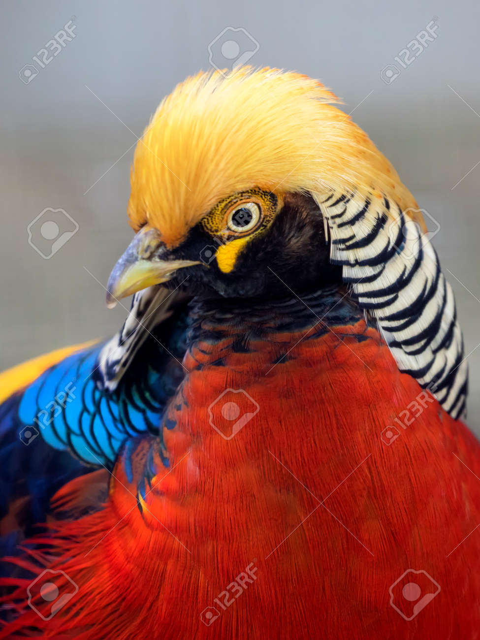 etiam-dictum-ipsum-a-felis