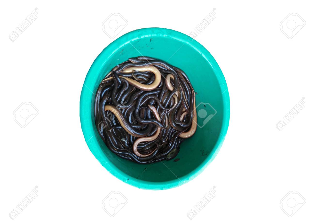 盆地は 白い背景で隔離の沼うなぎ画像 の写真素材 画像素材 Image