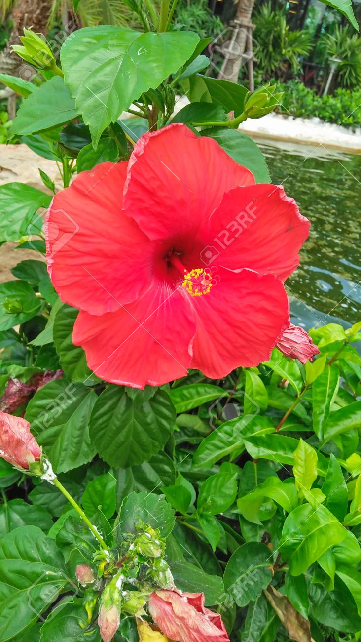 赤いハイビスカスの花 ハイビスカス の写真素材 画像素材 Image