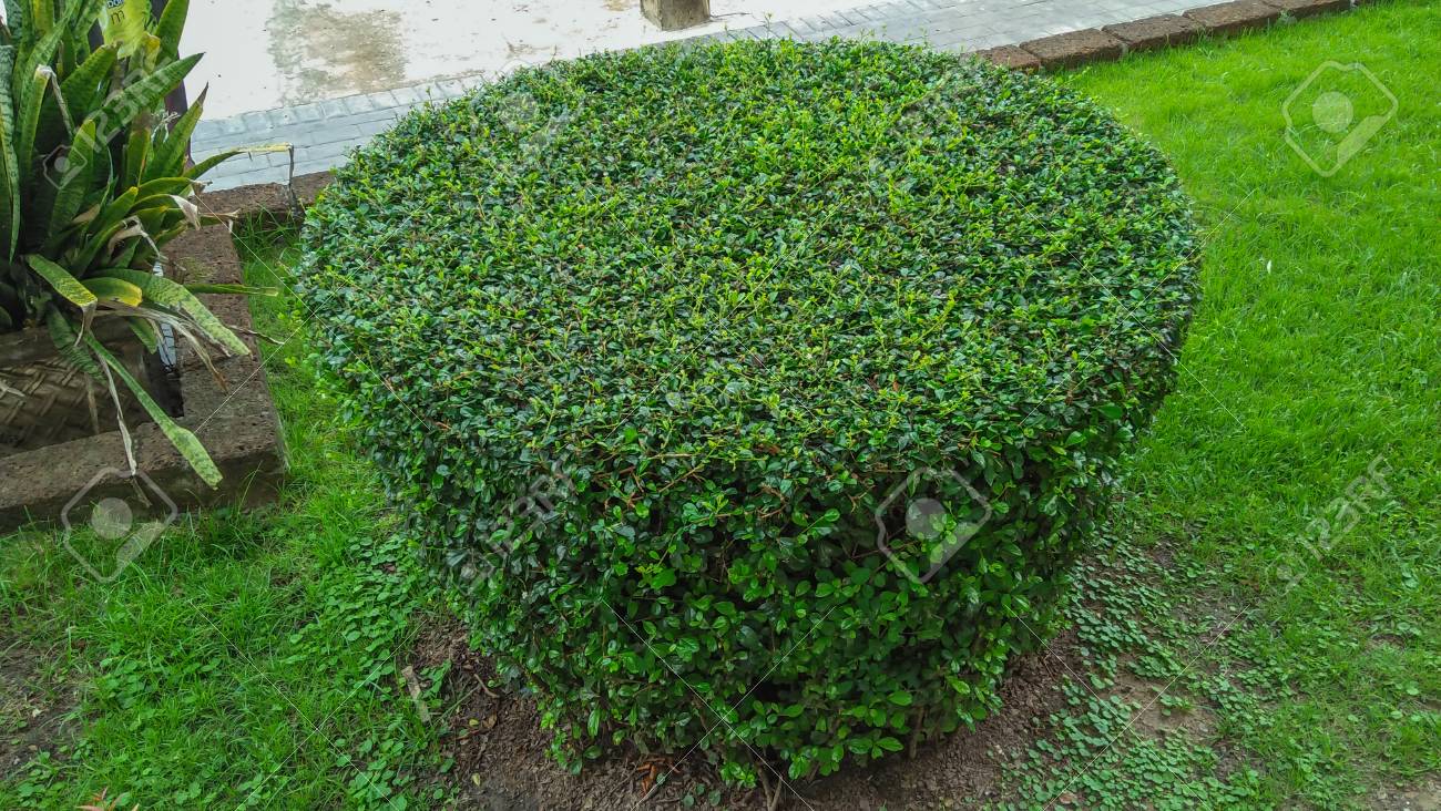 Arbustos Verdes En El Jardin Arbustos De Jardin De Hoja Perenne Imagen De Arbustos Fotos Retratos Imagenes Y Fotografia De Archivo Libres De Derecho Image 91376591