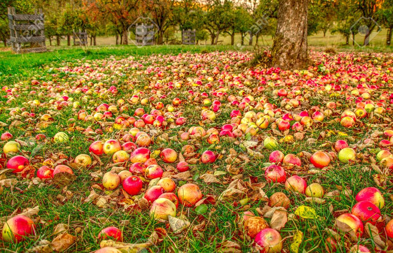 Autumn In The Apple Garden Apples Are Accumulated Under An Apple Stock Photo Picture And Royalty Free Image Image 111360982
