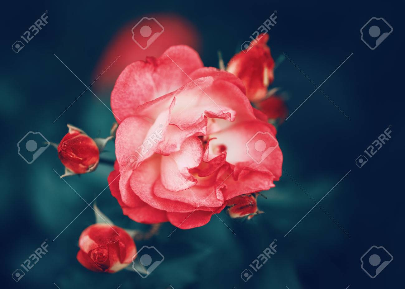 Belle Fée Rêveuse Rouge Cramoisi Magique Fleurs Rose Sur Fond Vert Floue Fanée Tonique Avec Des Filtres En Style Vintage Rétro Avec Effet De Film