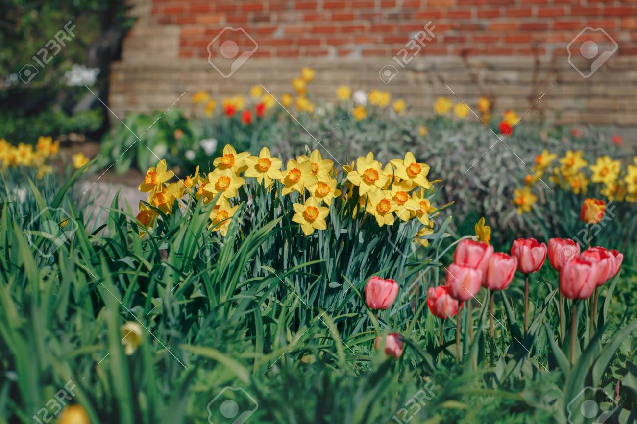 美しい妖精の夢のような赤いチューリップおよび国農村の家 レトロなビンテージ スタイル ソフト選択と集中 本文 Copyspace 近くの花壇で濃い緑の葉に黄色の水仙花 の写真素材 画像素材 Image
