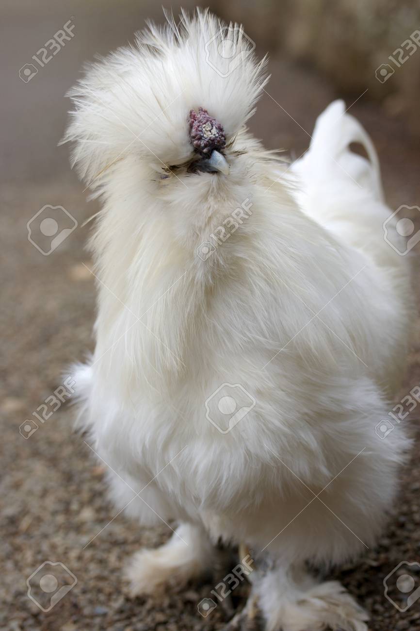 1 つの白い絹のような鶏の正面顔 の写真素材 画像素材 Image
