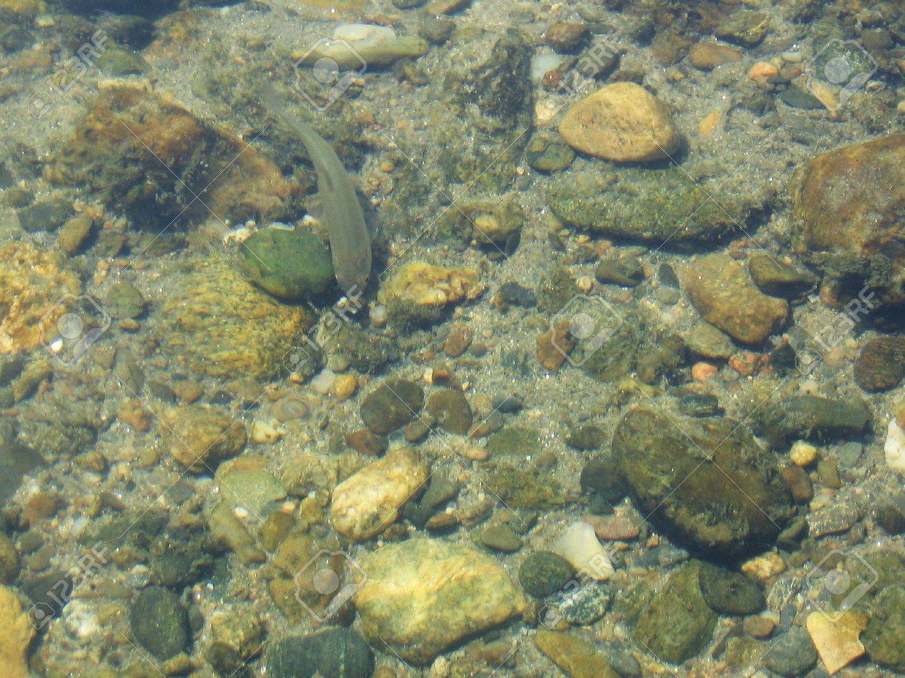 きれいな水を魚します の写真素材 画像素材 Image