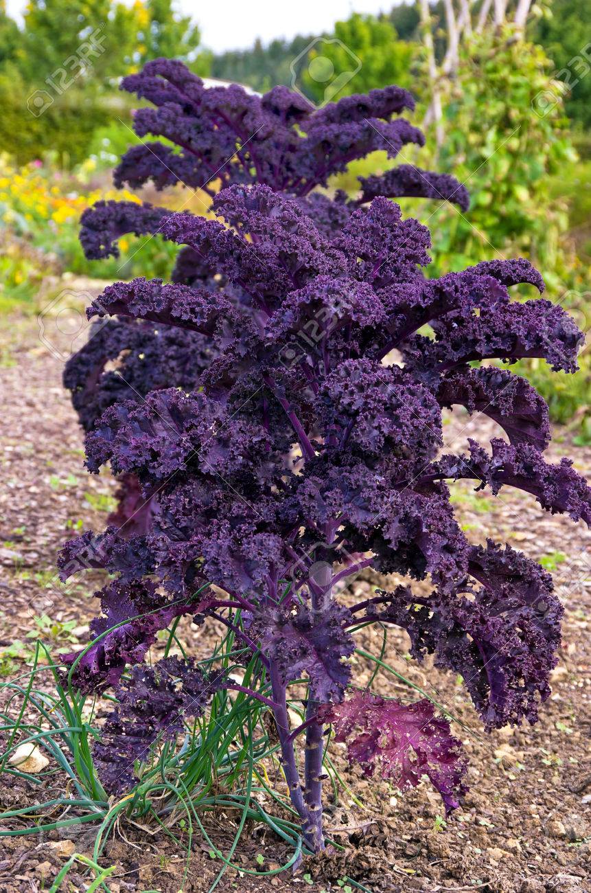 Immagini Stock Piani Di Cavolo Ornamentale Che Si E Svolta A Foglia Image 46981044