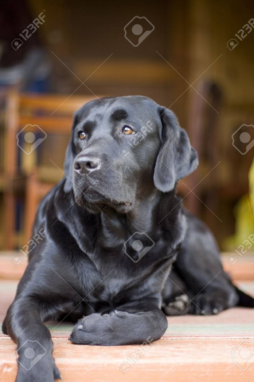 pure black labrador