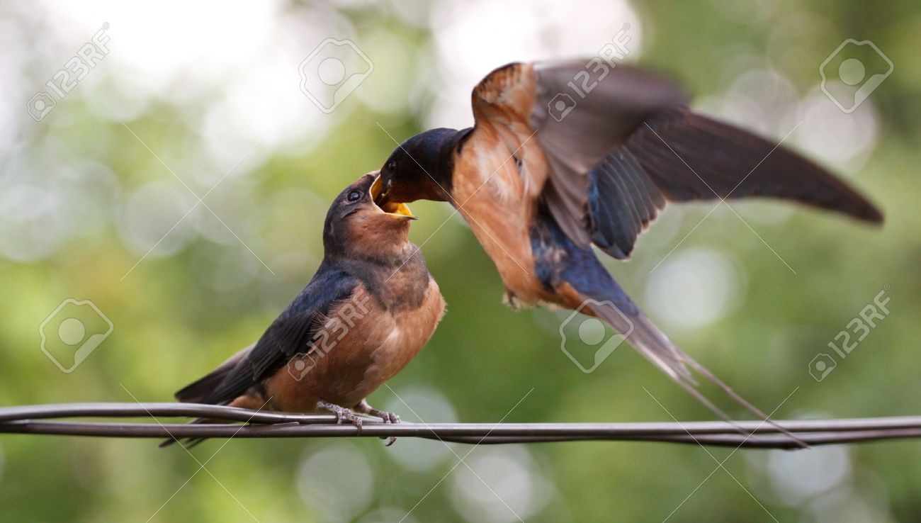 Schlucken - Mutter, Das Baby Füttern Vogel Fliegen Lizenzfreie Fotos,  Bilder und Stock Fotografie. Image 5603318.