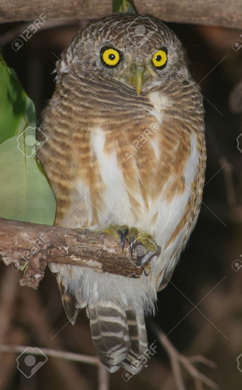 etiam-dictum-ipsum-a-felis