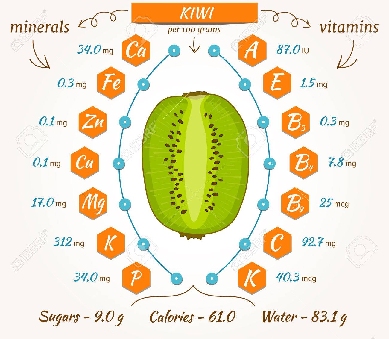 the content of minerals and vitamins in kiwi vector illustration