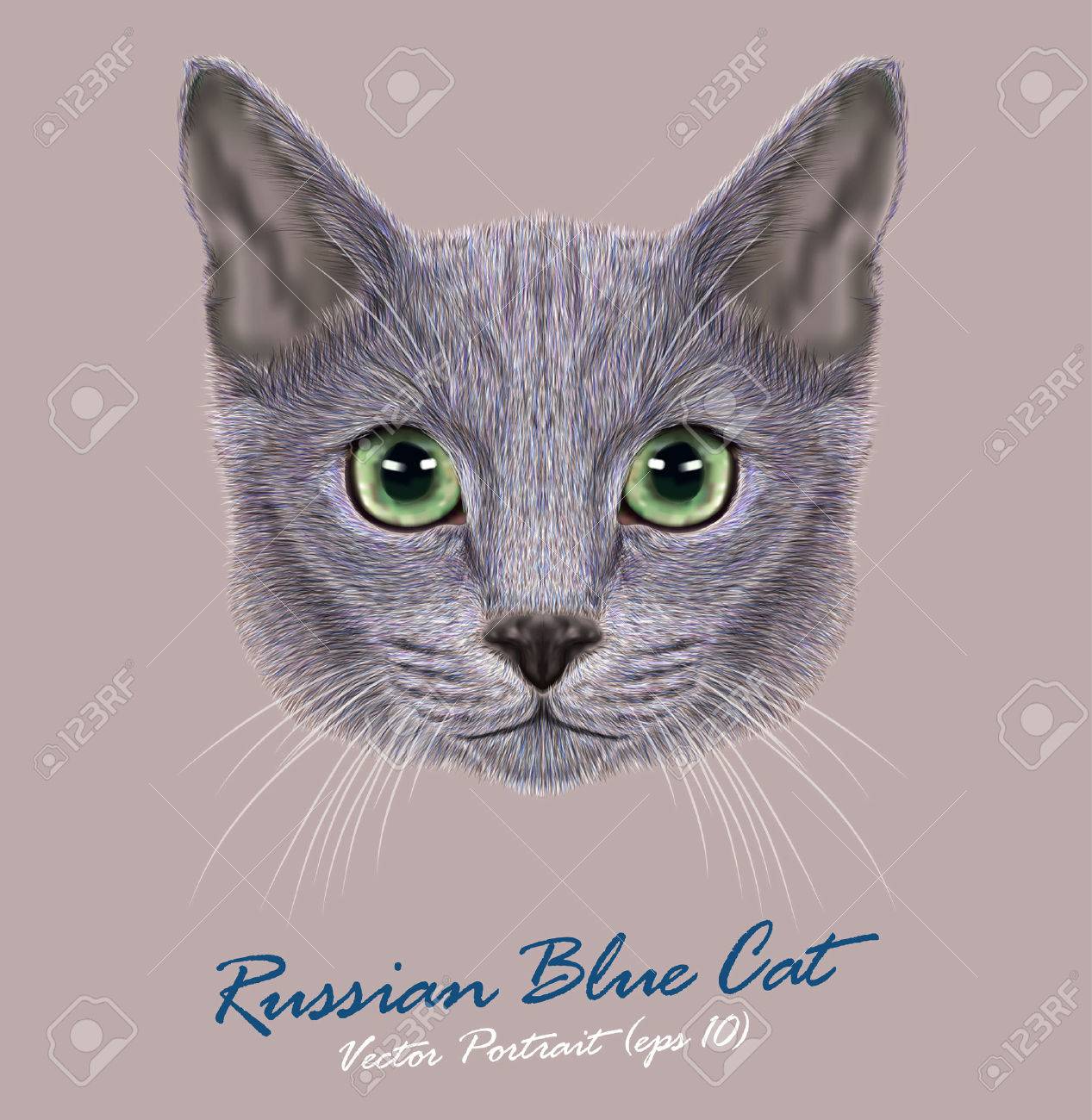 russian blue cat cute