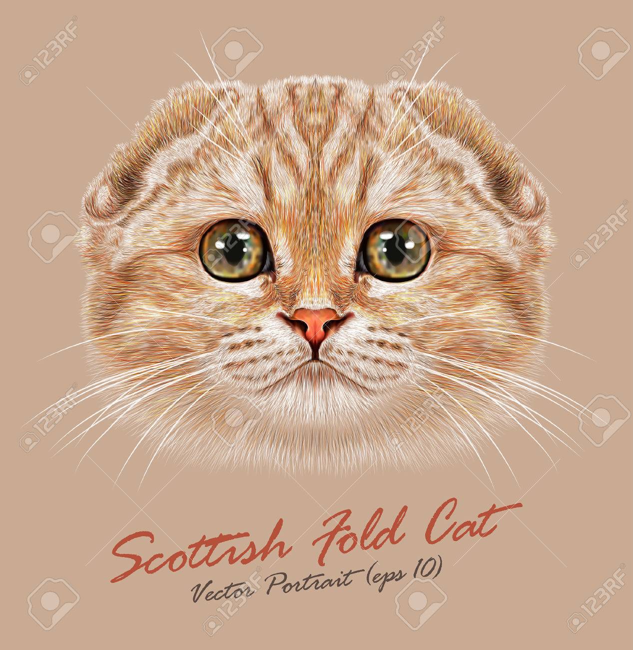 vector portrait of scottish fold cat young cute cat peach colored