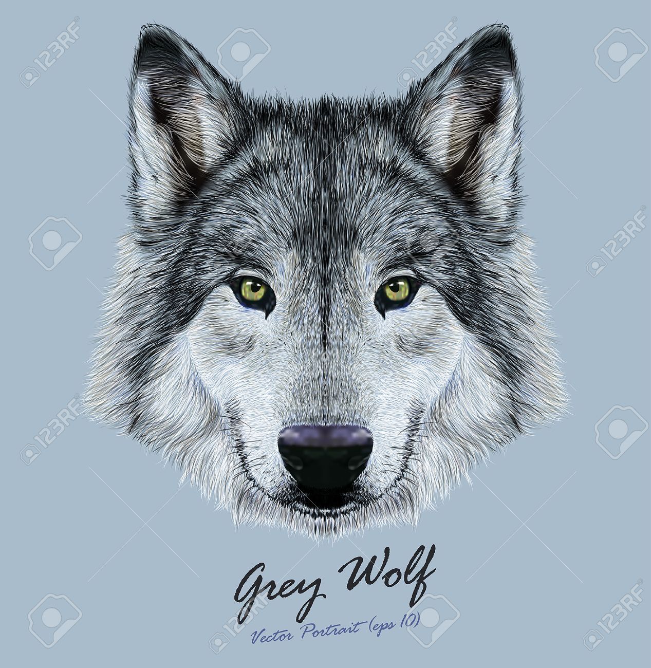 Vector Illustrative Portrait Of Wolf. Beautiful Gazing Face Of Gray Wolf  With Green Eyes. Royalty Free SVG, Cliparts, Vectors, and Stock  Illustration. Image 44302972., image size:1267x1300