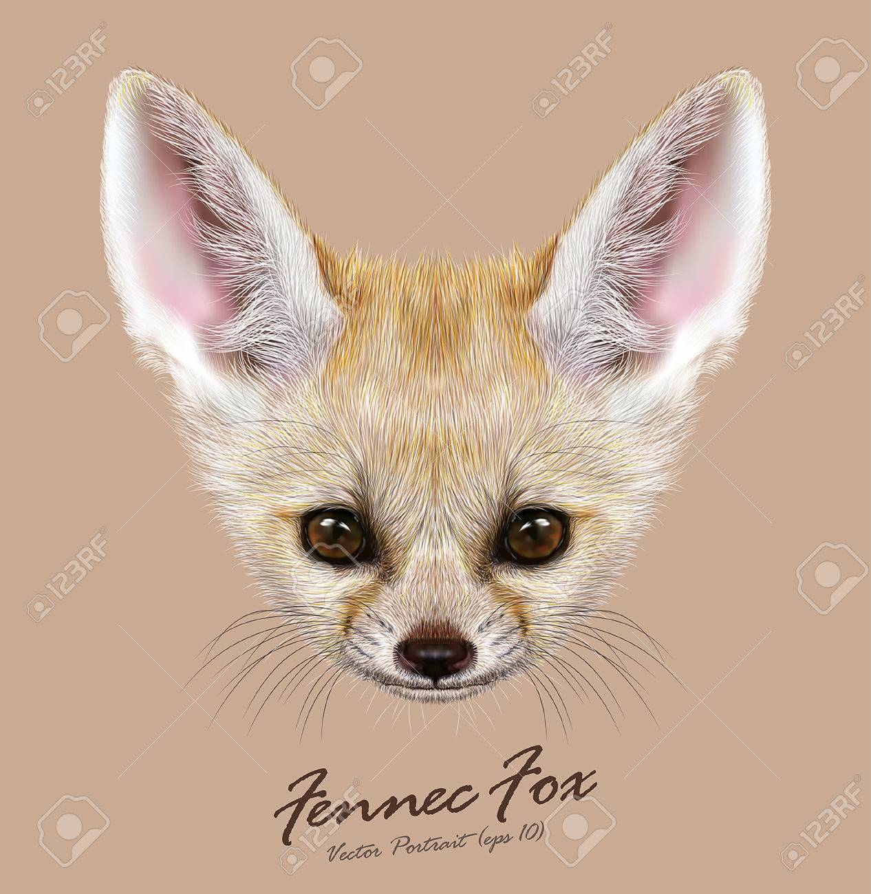 Vector Illustration Portrait De Fennec Visage Mignon De Fox Africaine Speciale Clip Art Libres De Droits Vecteurs Et Illustration Image