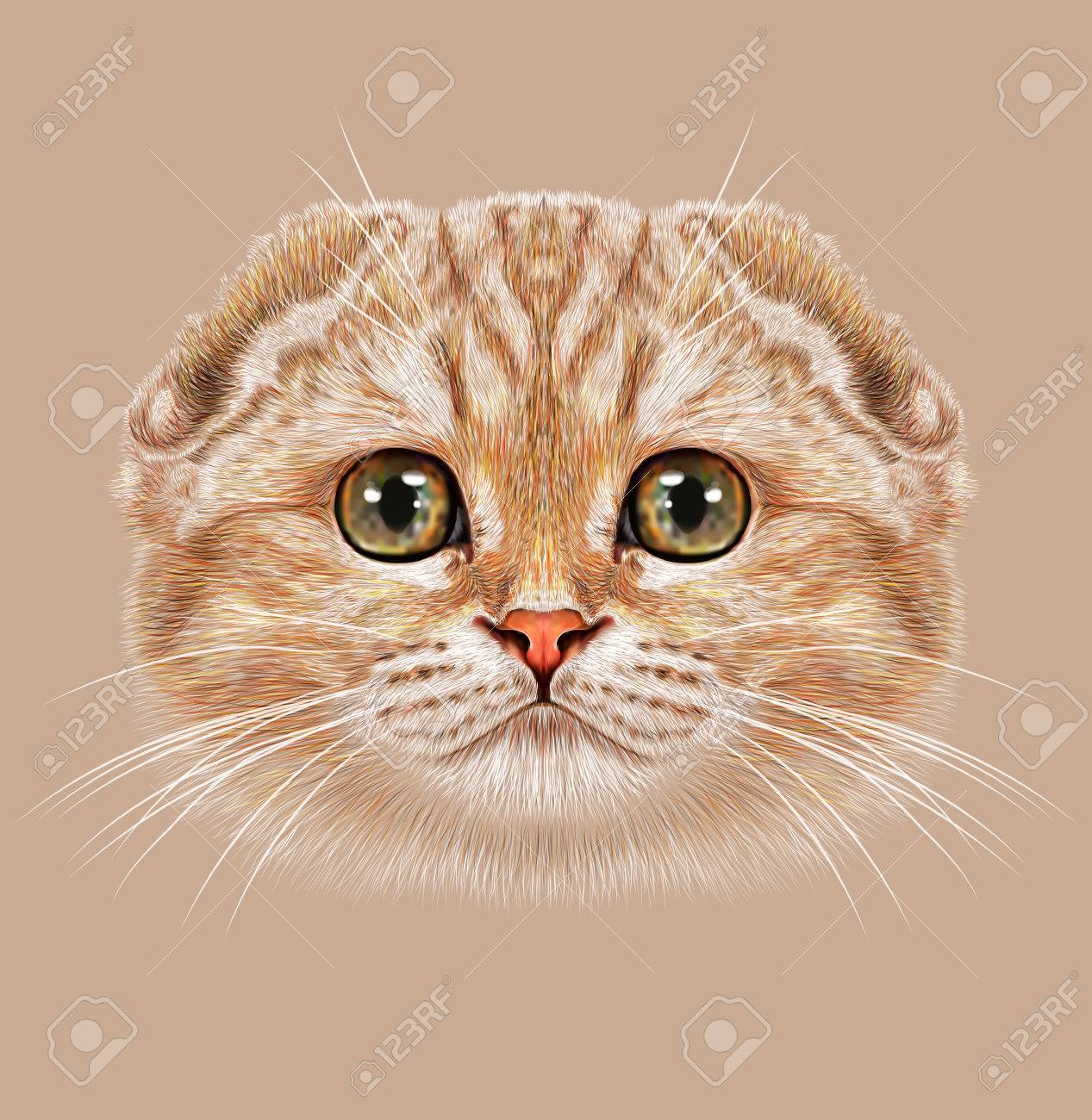 スコティッシュフォールド猫のイラスト肖像画 かわいいぶち桃猫緑の目で の写真素材 画像素材 Image