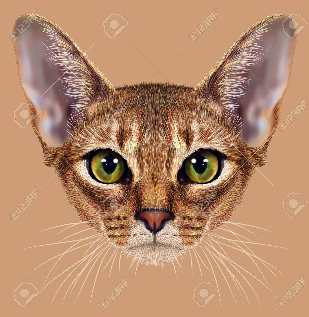 アビシニアンの例示の肖像画 国内の短い髪の猫は独特の Rubby チェック ぶちコートと緑目のかわいい品種 の写真素材 画像素材 Image