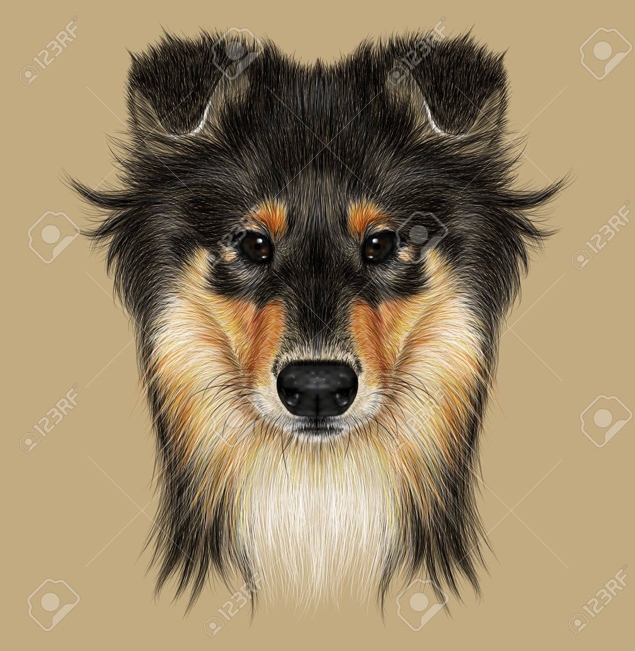 Illustrative Portrait Of Collie Dog Cute Face Of Mahogany Sable