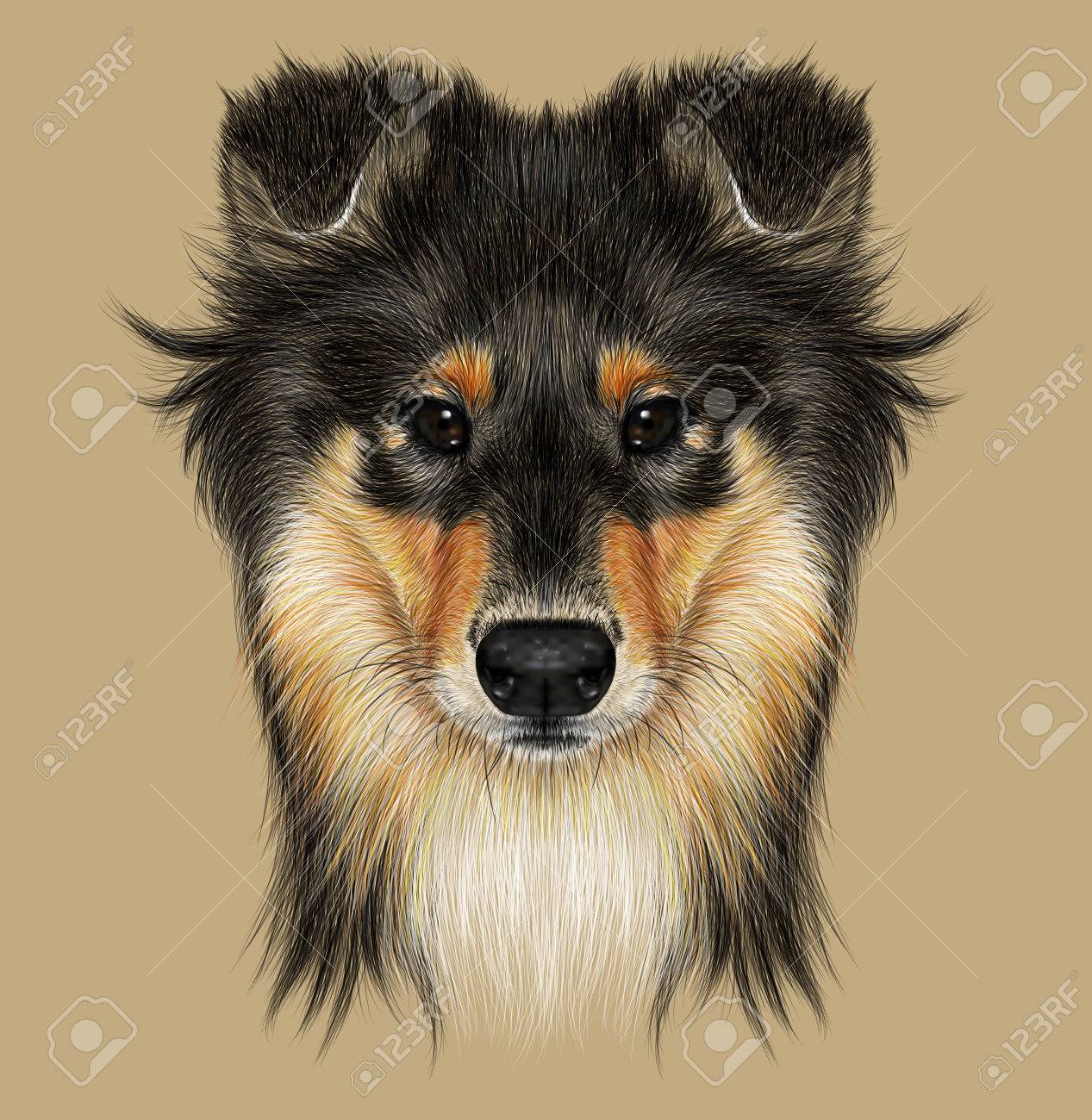 mahogany sable collie