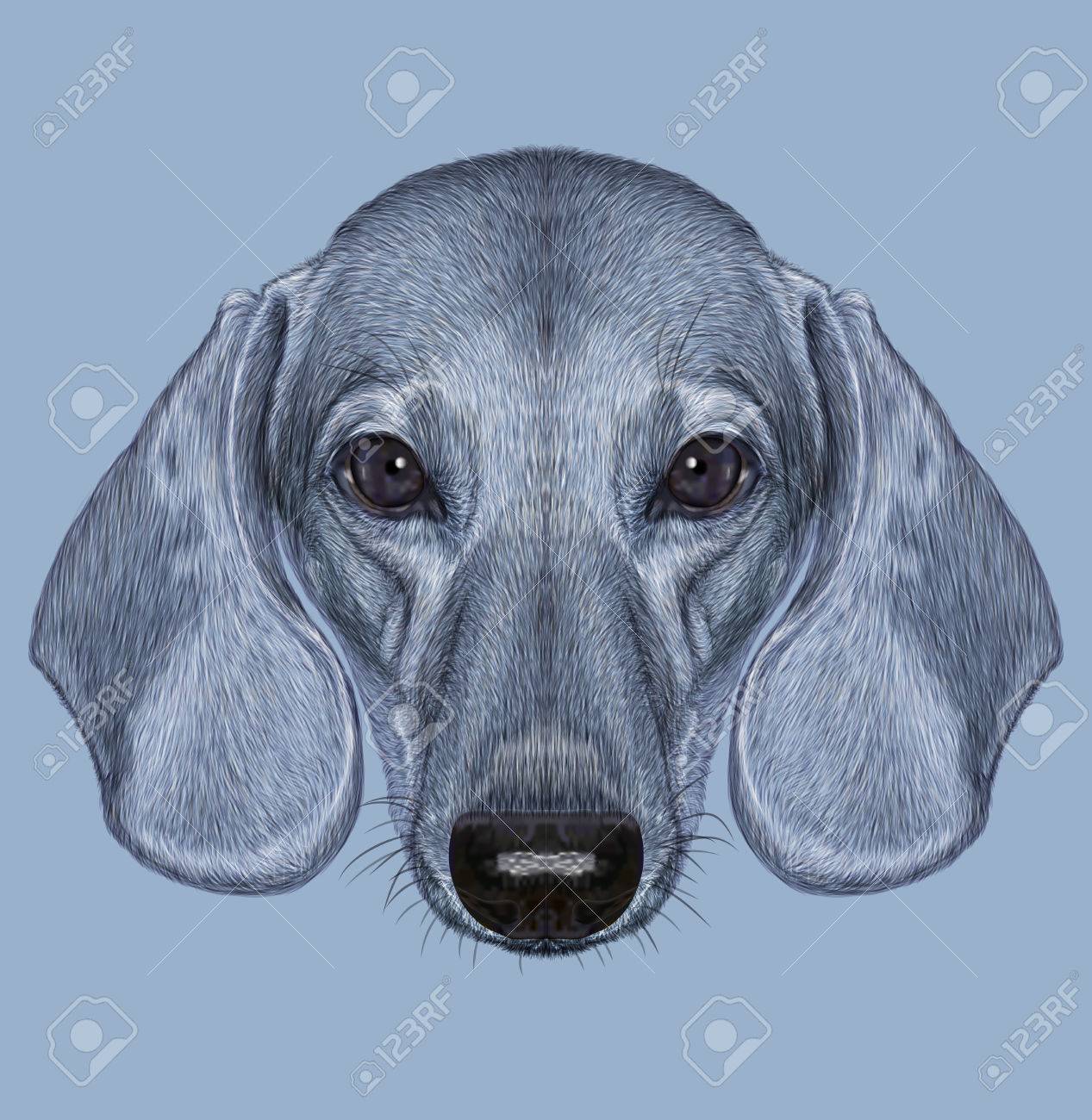 Illustrated Portrait Of Dachshund Dog Cute Short Haired Grey