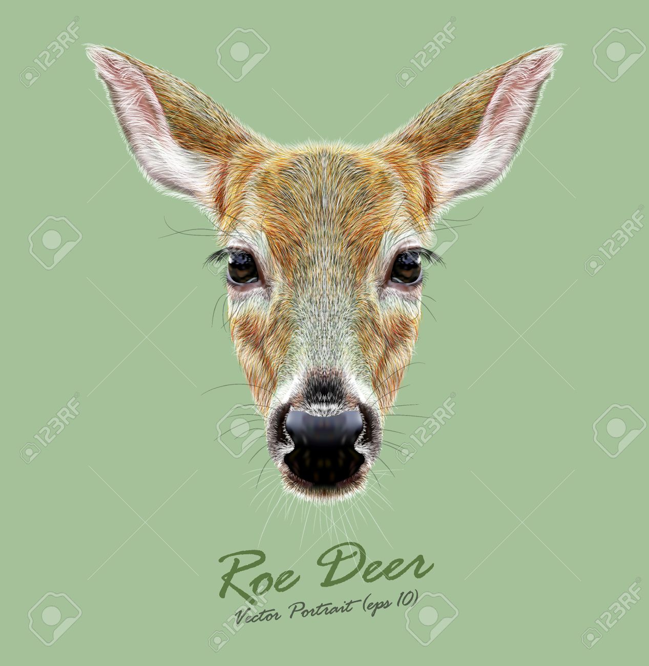 鹿のかわいい顔 明太子や Doe のイラスト素材 ベクタ Image