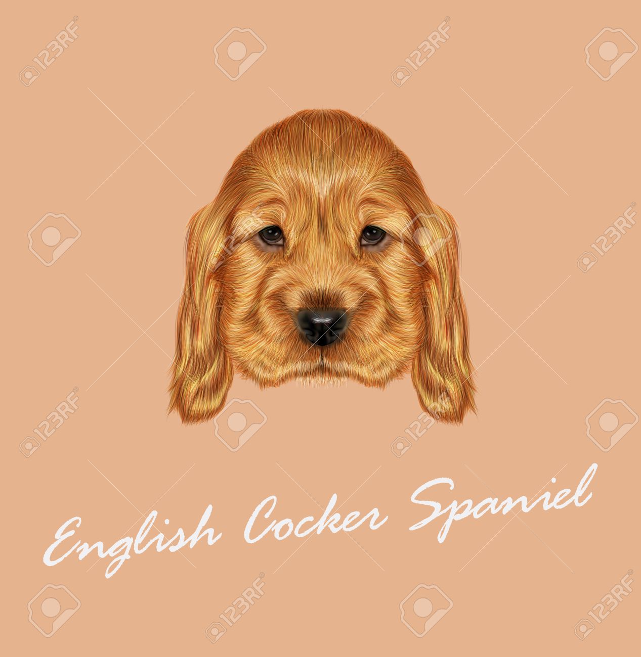 ベクトル イラスト黄褐色の背景に赤のイングリッシュコッカースパニエル犬の肖像画のイラスト素材 ベクタ Image