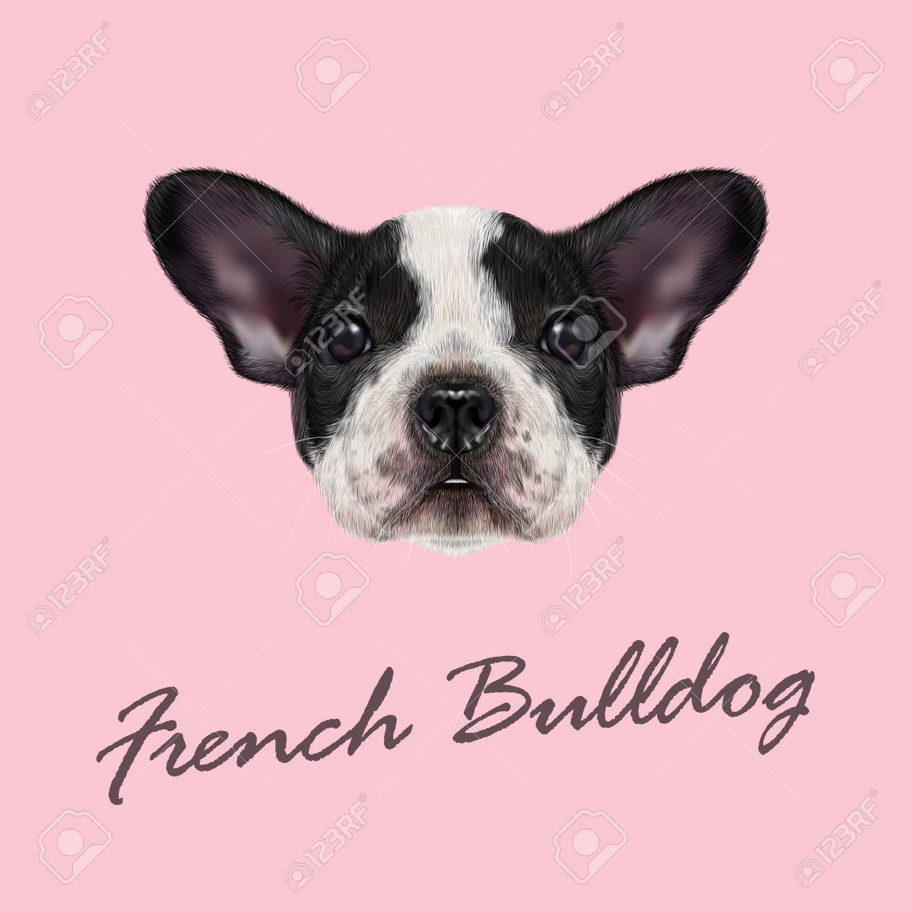 Vector Portrait Illustré En Noir Et Blanc Tacheté Chien Bouledogue Français Sur Fond Rose