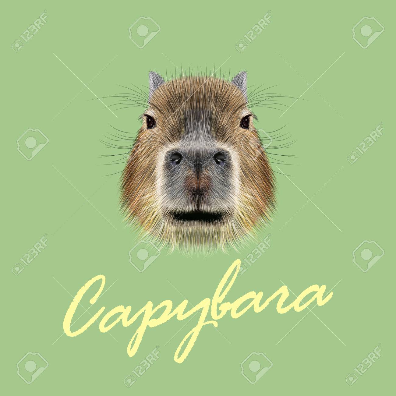カピバラさんの肖像画を示します 緑の背景に野生のカピバラさんのかわいい顔 のイラスト素材 ベクタ Image
